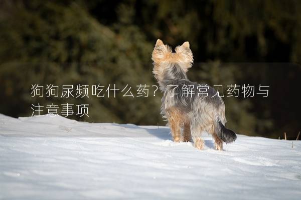 狗狗尿频吃什么药？了解常见药物与注意事项