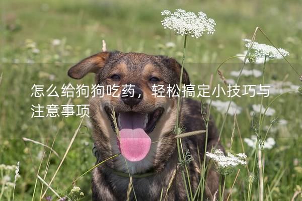 怎么给狗狗吃药,轻松搞定小技巧与注意事项 怎么给狗狗吃药,轻松搞定小技巧与注意事项