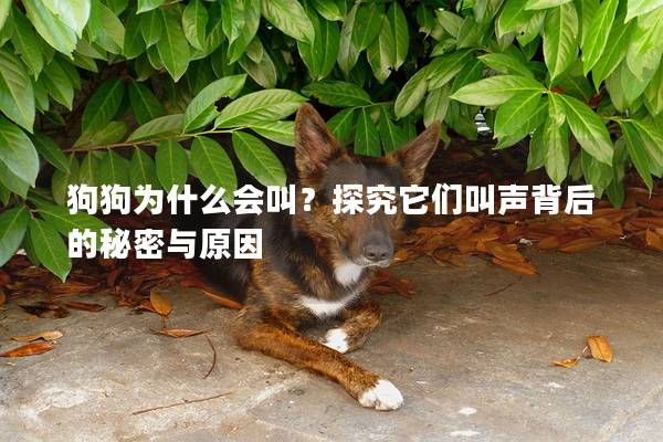 狗狗为什么会叫？探究它们叫声背后的秘密与原因