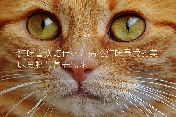 猫咪喜欢吃什么？揭秘猫咪最爱的美味食物与营养需求