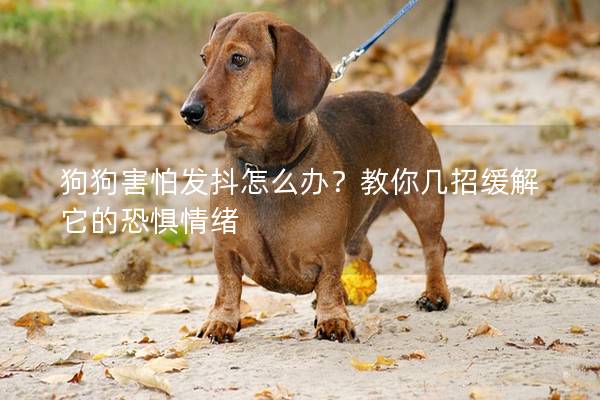 狗狗害怕发抖怎么办?教你几招缓解它的恐惧情绪 狗狗害怕发抖怎么办?教你几招缓解它的恐惧情绪