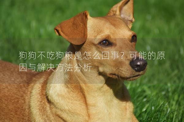 狗狗不吃狗粮是怎么回事？可能的原因与解决方法分析