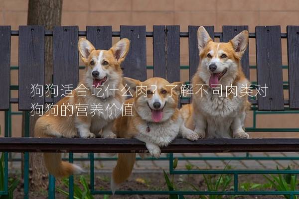 狗狗适合吃什么肉?了解不同肉类对狗狗的营养价值 狗狗适合吃什么肉?了解不同肉类对狗狗的营养价值