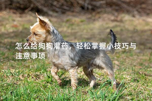 怎么给狗狗灌药，轻松掌握小技巧与注意事项