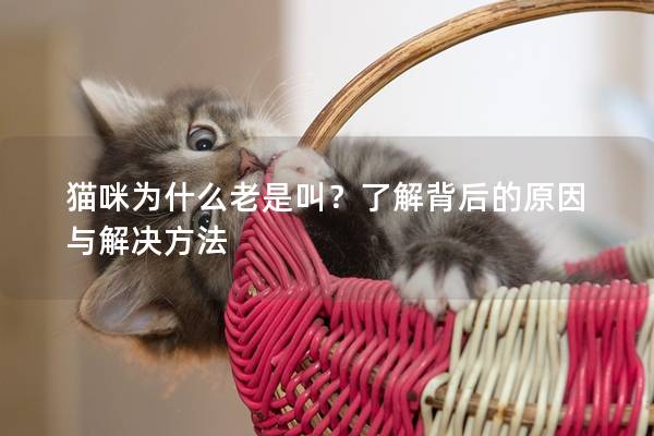 猫咪为什么老是叫？了解背后的原因与解决方法