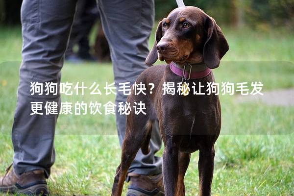 狗狗吃什么长毛快？揭秘让狗狗毛发更健康的饮食秘诀