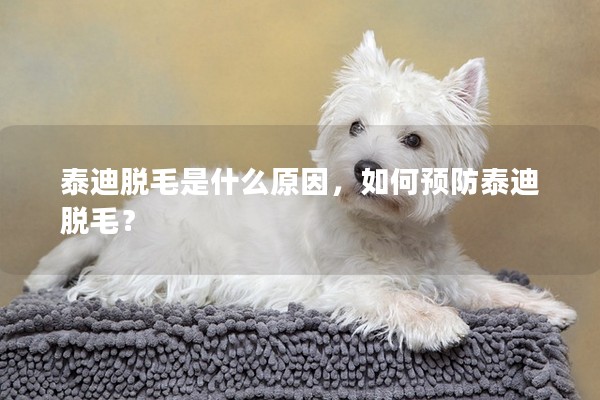 泰迪脱毛是什么原因，如何预防泰迪脱毛？