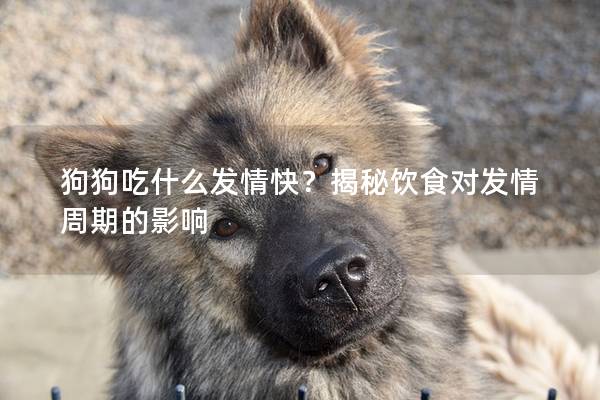 狗狗吃什么发情快？揭秘饮食对发情周期的影响