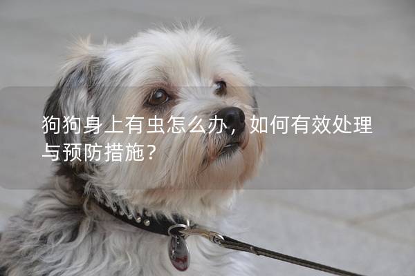 狗狗身上有虫怎么办，如何有效处理与预防措施？