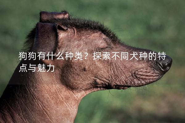 狗狗有什么种类？探索不同犬种的特点与魅力