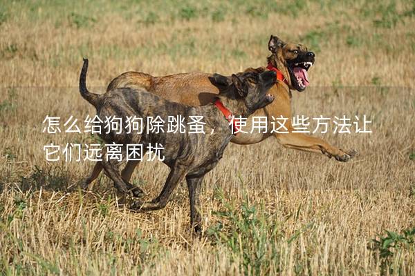 怎么给狗狗除跳蚤,使用这些方法让它们远离困扰 怎么给狗狗除跳蚤,使用这些方法让它们远离困扰