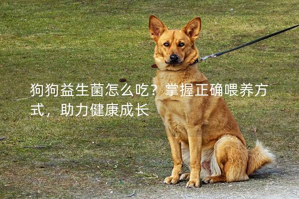 狗狗益生菌怎么吃？掌握正确喂养方式，助力健康成长