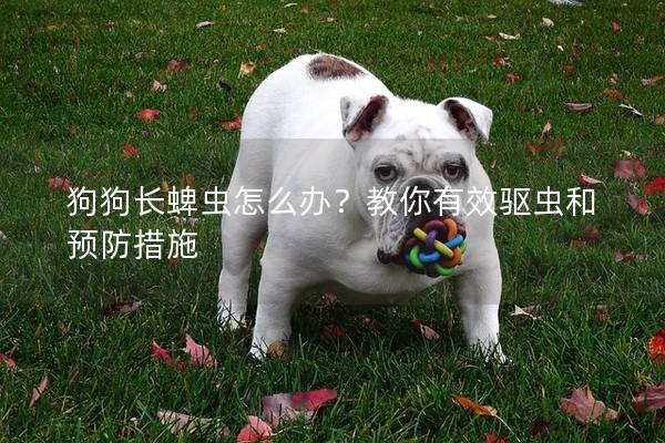 狗狗长蜱虫怎么办？教你有效驱虫和预防措施