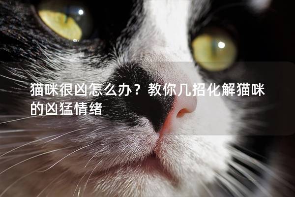 猫咪很凶怎么办？教你几招化解猫咪的凶猛情绪