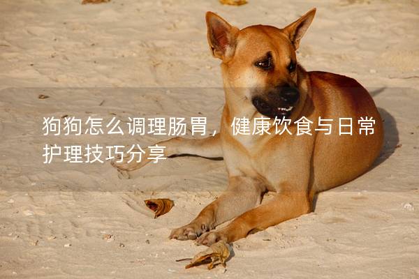 狗狗怎么调理肠胃，健康饮食与日常护理技巧分享
