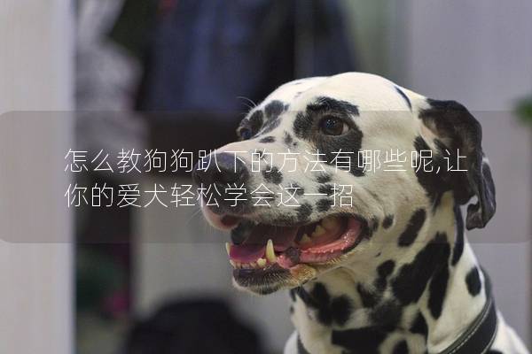 怎么教狗狗趴下的方法有哪些呢,让你的爱犬轻松学会这一招