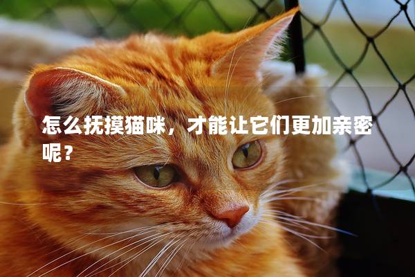 怎么抚摸猫咪，才能让它们更加亲密呢？