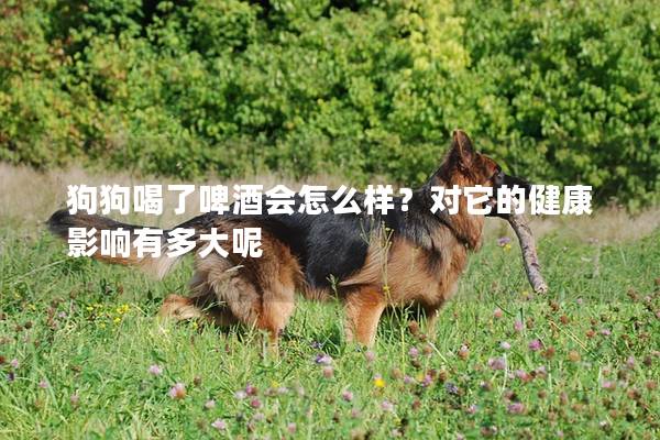 狗狗喝了啤酒会怎么样？对它的健康影响有多大呢