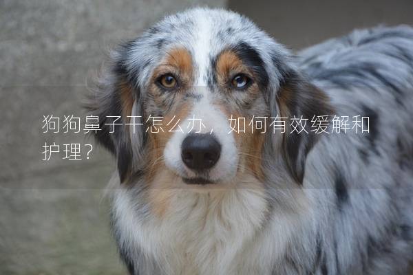 狗狗鼻子干怎么办，如何有效缓解和护理？