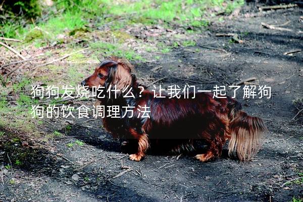 狗狗发烧吃什么？让我们一起了解狗狗的饮食调理方法