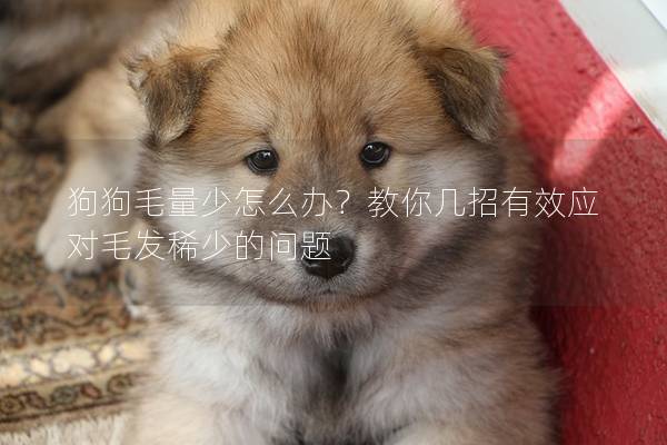狗狗毛量少怎么办？教你几招有效应对毛发稀少的问题