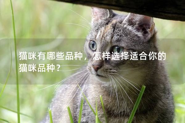 猫咪有哪些品种，怎样选择适合你的猫咪品种？