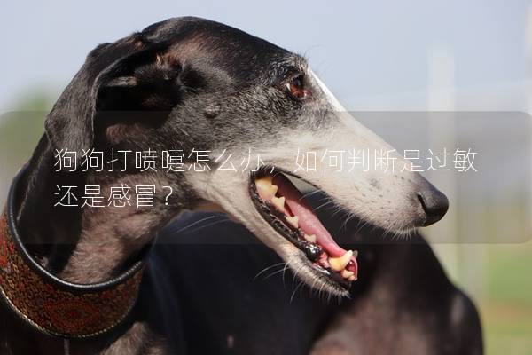 狗狗打喷嚏怎么办，如何判断是过敏还是感冒？