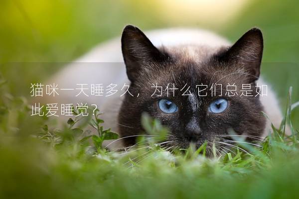 猫咪一天睡多久，为什么它们总是如此爱睡觉？