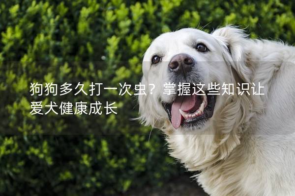 狗狗多久打一次虫？掌握这些知识让爱犬健康成长