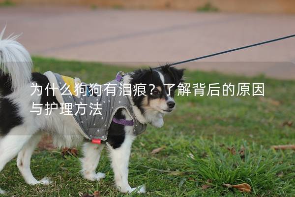 为什么狗狗有泪痕？了解背后的原因与护理方法