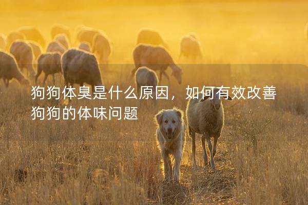 狗狗体臭是什么原因，如何有效改善狗狗的体味问题