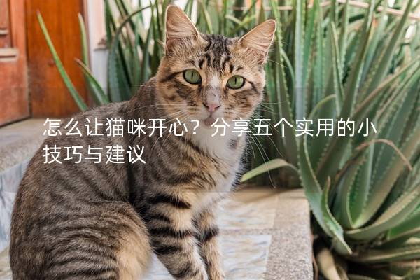 怎么让猫咪开心？分享五个实用的小技巧与建议