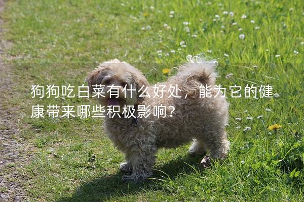 狗狗吃白菜有什么好处，能为它的健康带来哪些积极影响？