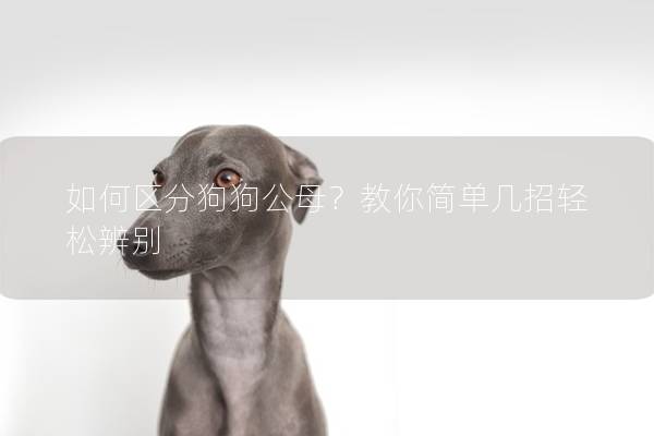 如何区分狗狗公母？教你简单几招轻松辨别