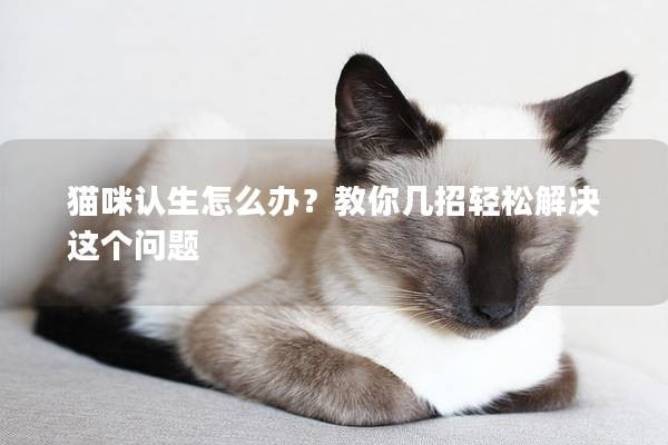 猫咪认生怎么办？教你几招轻松解决这个问题