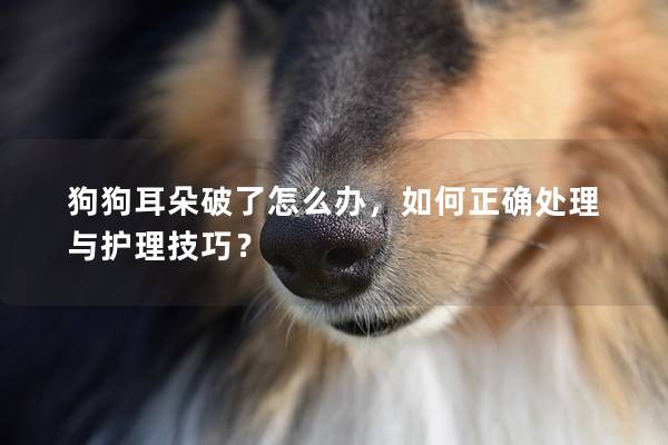 狗狗耳朵破了怎么办，如何正确处理与护理技巧？