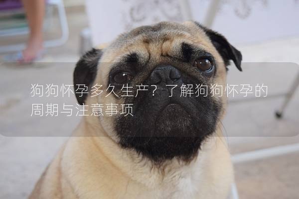 狗狗怀孕多久生产？了解狗狗怀孕的周期与注意事项