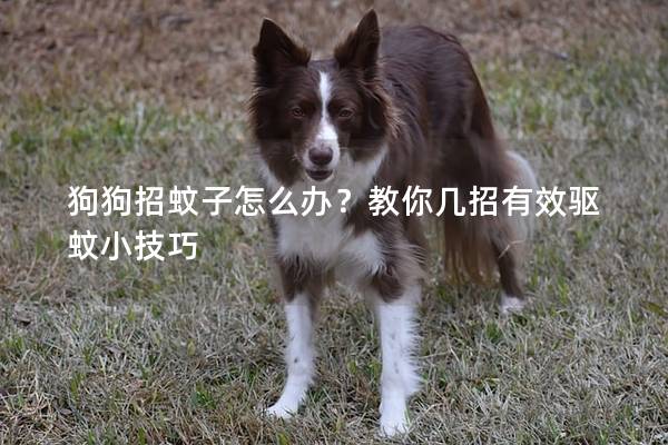 狗狗招蚊子怎么办？教你几招有效驱蚊小技巧