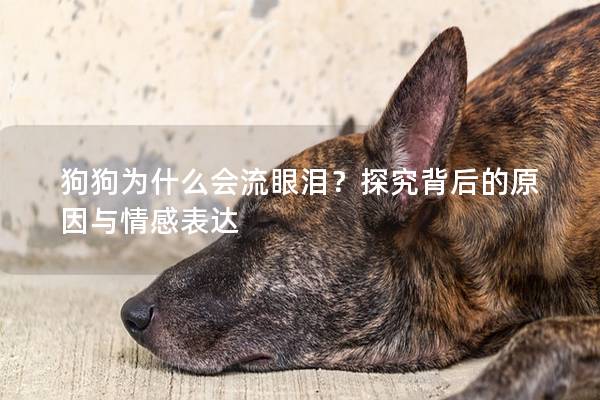 狗狗为什么会流眼泪？探究背后的原因与情感表达