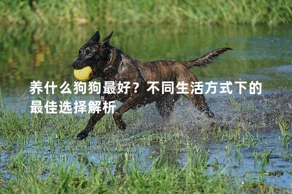 养什么狗狗最好？不同生活方式下的最佳选择解析