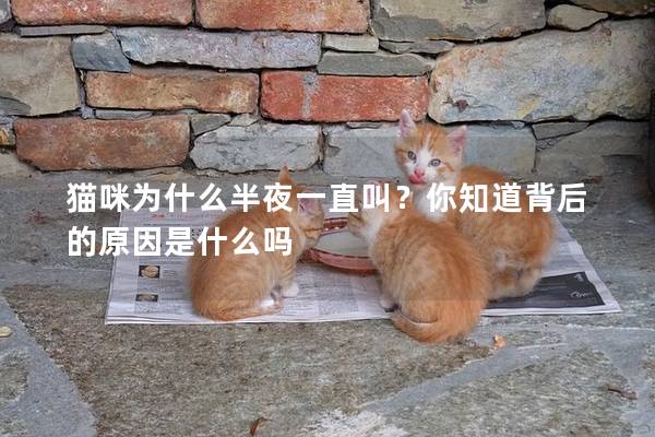 猫咪为什么半夜一直叫？你知道背后的原因是什么吗