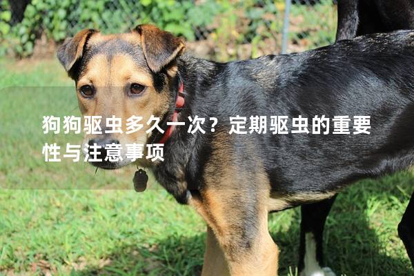 狗狗驱虫多久一次？定期驱虫的重要性与注意事项