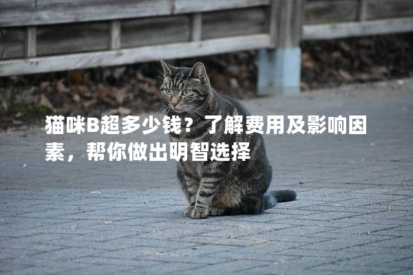 猫咪B超多少钱？了解费用及影响因素，帮你做出明智选择