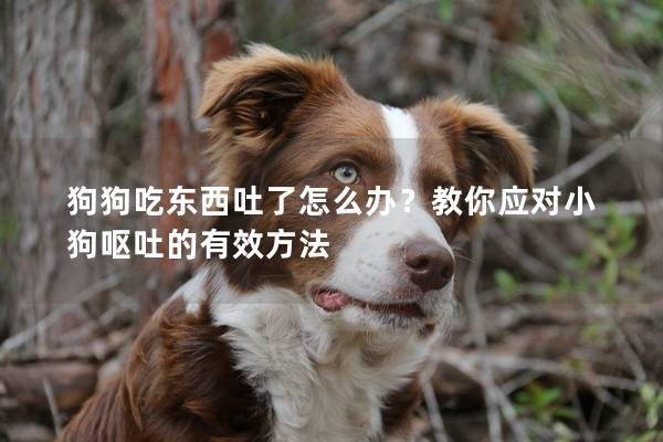 狗狗吃东西吐了怎么办?教你应对小狗呕吐的有效方法 狗狗吃东西吐了怎么办?教你应对小狗呕吐的有效方法