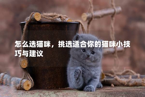怎么选猫咪，挑选适合你的猫咪小技巧与建议