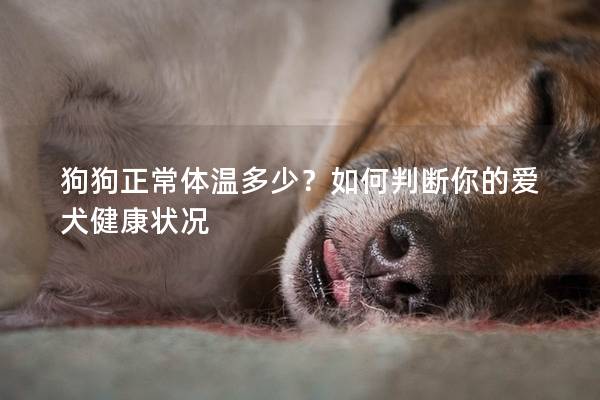 狗狗正常体温多少？如何判断你的爱犬健康状况