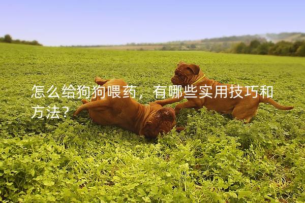 怎么给狗狗喂药，有哪些实用技巧和方法？