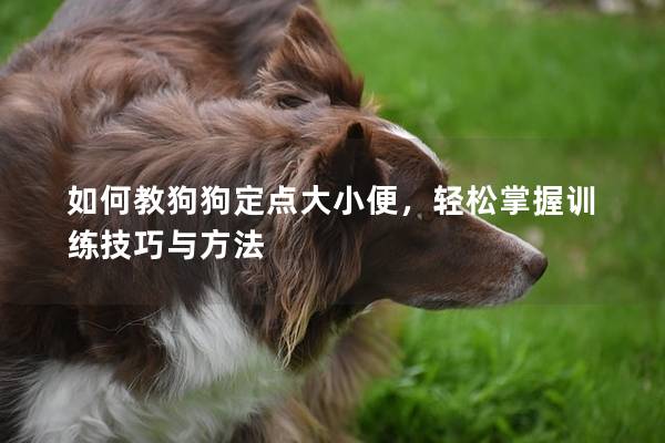 如何教狗狗定点大小便，轻松掌握训练技巧与方法