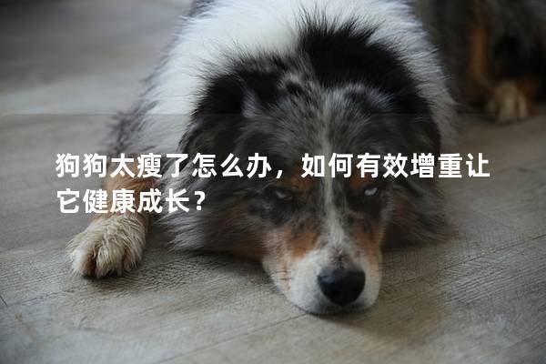 狗狗太瘦了怎么办，如何有效增重让它健康成长？