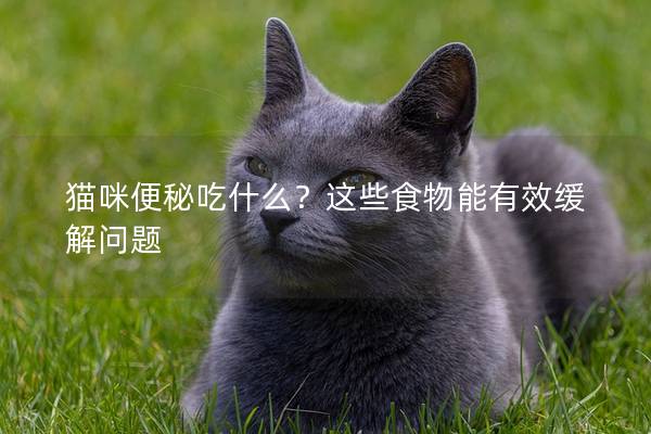 猫咪便秘吃什么？这些食物能有效缓解问题